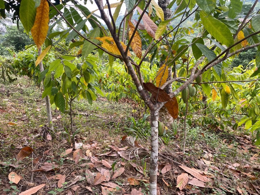 Cacaoyer chargé de cabosses vertes, collines boisées en arrière-plan