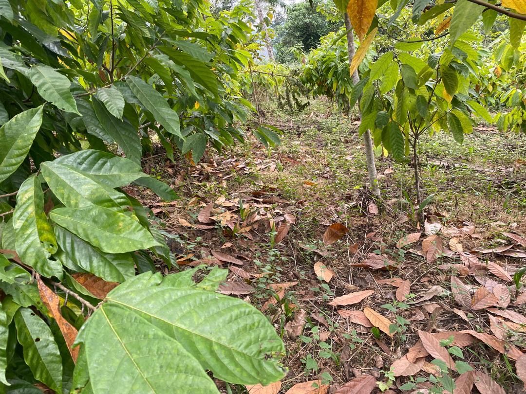 Allée entre les rangs de cacaoyers, sol couvert de feuilles